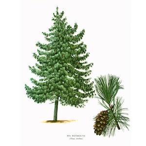 1967 White Pine Print Weymouth Vintage Botanical Illustration Wall Art Home Decor