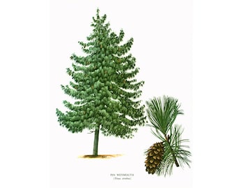 1967 White Pine Print Weymouth Vintage Botanical Illustration Wall Art Home Decor