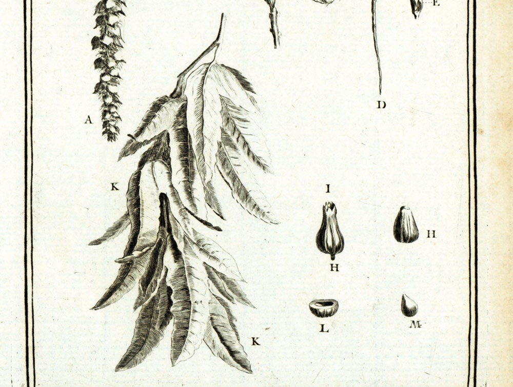 1797 Hornbeam Catkins Hardwood Trees Botanical Print Original Etsy
