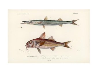 1861 Red Mullet, barracuda, Original antique print, Hand colored lithograph,  Zoology Ocean life Sea life, Natural History Fine Art Framing