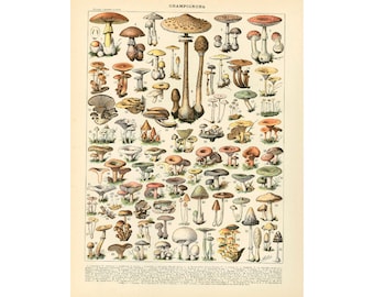 1897 Mushroom Antique Print Larousse Large Size 115 Years Old Rustic Botanical Wall Art