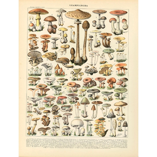 1897 Champignons Planche Originale Larousse Grand Format Illustration Botanique 115 ans d'âge