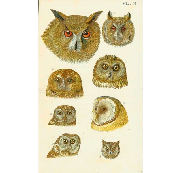 1890 Hibou grand duc Chouette hulotte chevêche effraie Rapace Oiseau de proie nocturne Planche Ancienne Histoire Naturelle Ornithologie