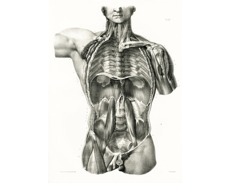 1831 Male Torso Trunk Human Body Muscles Rib cage Abdomen | Etsy