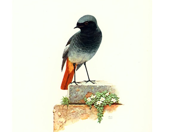Vintage Black redstart Print Wall Art