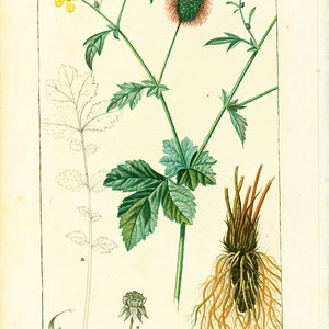 1831 Antique Geum urbanum Herb Bennet Print Medicinal Plant Botanical Botany Print for framing decor image 1