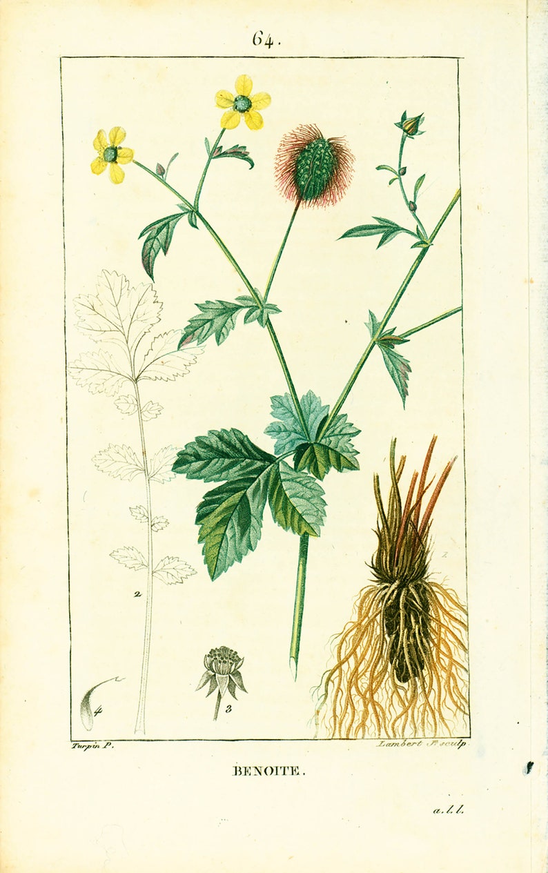 1831 Antique Geum urbanum Herb Bennet Print Medicinal Plant Botanical Botany Print for framing decor image 1