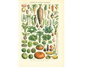 1930 Vegetable antique print, Larousse illustration early 20th, Gardening, Vegan cooking, Veggies Wall Art, Kitchen Decor, Pumpkin