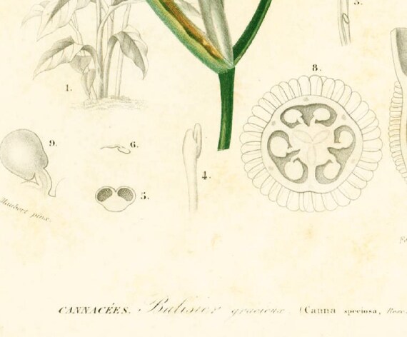 1861 Canna Lily Antique Engraving, Hand Colored Original Print