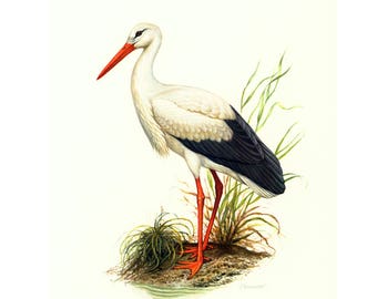 1961 White Stork Vintage Migrant Bird illustration, Migratory wader Bird wall art, Ornithological print, Bird chart