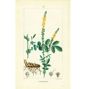 Peut inclure: Une illustration botanique d'une plante avec des fleurs jaunes et des feuilles vertes. La plante est nommée "Agrimonia" et l'illustration est numérotée "9."
