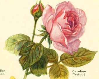 1922 OLD GARDEN ROSES. Antique Flower print. Roses Lithograph. Botanical wall art. Flower decor.  French vintage illustration Larousse