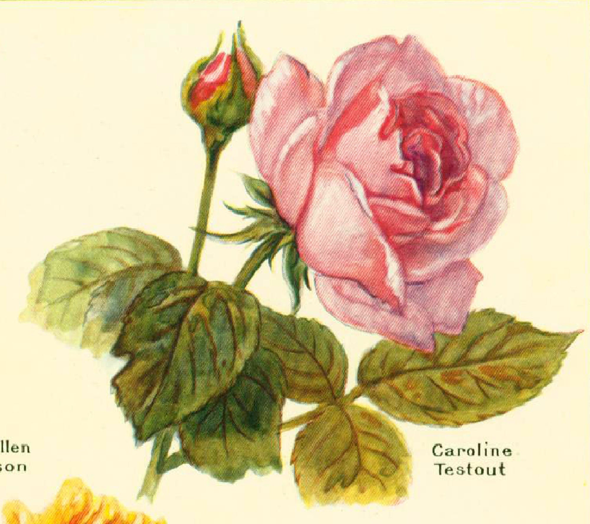 1922 OLD GARDEN ROSES. Antique Flower Print. Roses Lithograph