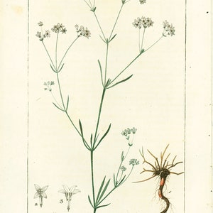 1814 Dyer's woodruff Asperula tinctoria Antique Prints Botanical Wall Art To Frame image 2