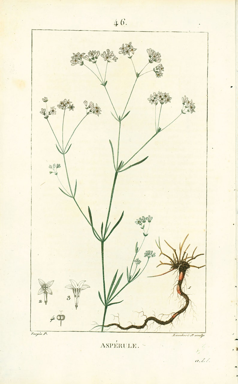 1814 Dyer's woodruff Asperula tinctoria Antique Prints Botanical Wall Art To Frame image 2