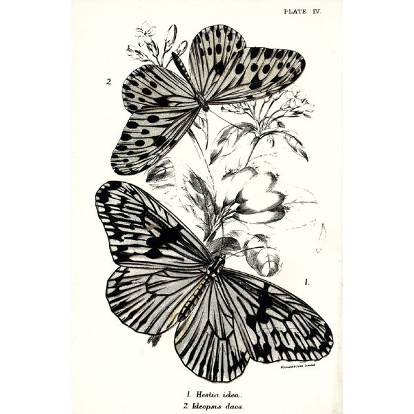 1896 Idea leuconoe Placa Antigua Lepidoptera Mariposa Historia Natural