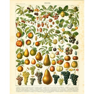 1897 Früchte, Grand Format, Original Larousse illustriert Eis, botanische Illustration 115 Jahre alt, Küche Dekor