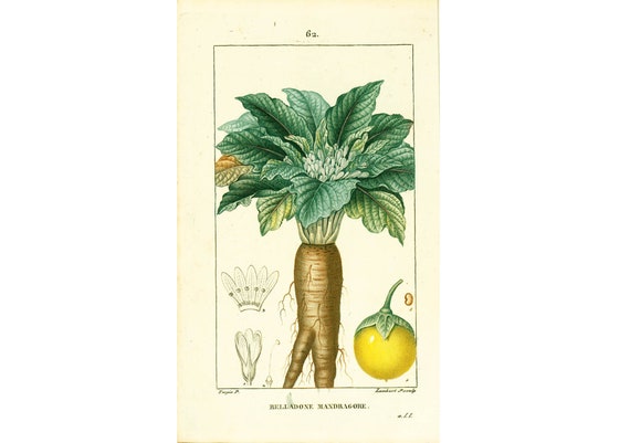 Antique Illustration Of Mandrake Plant Stock Illustration