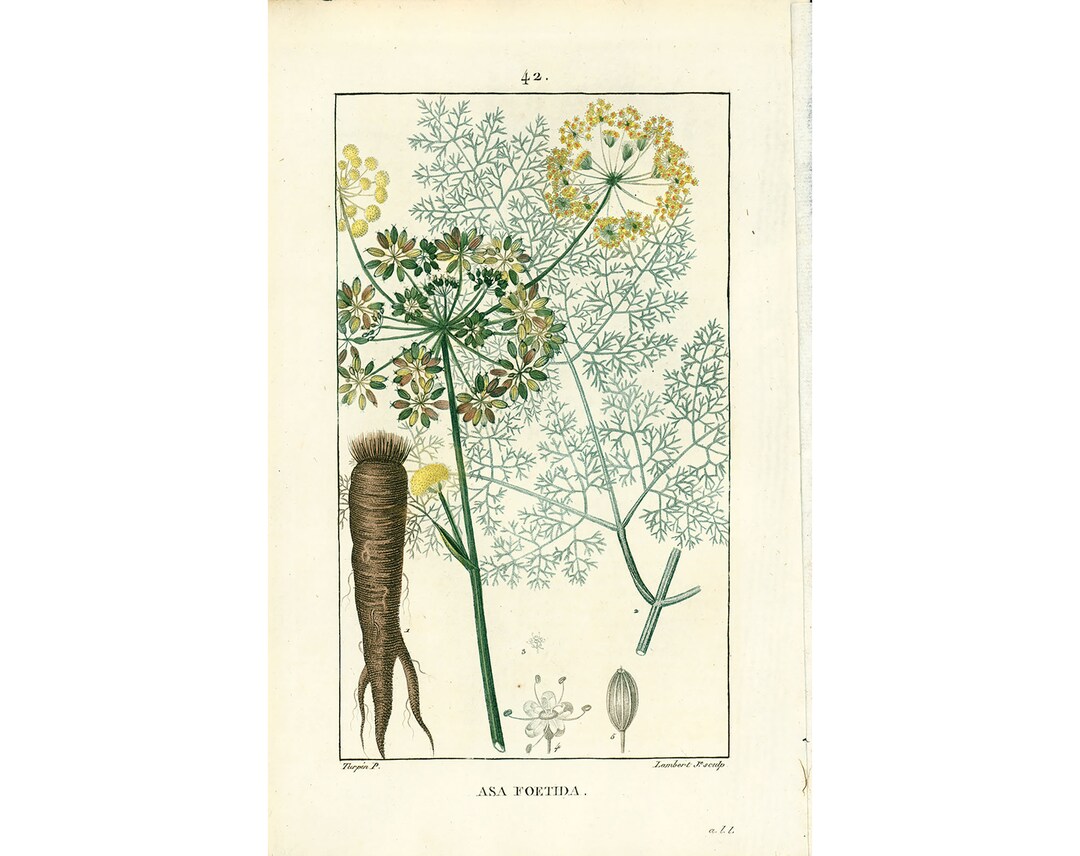 1814 Antique Asafetida Asafoetida Seeds Roots Flower Plant Botanical