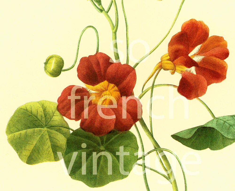 Tropaeolum Nasturtium P.J Redoute Botanical French Antique Etsy