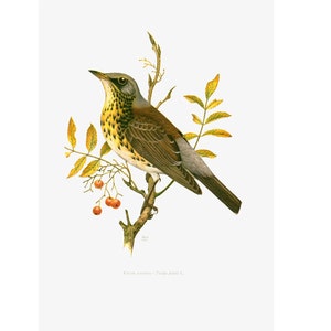 1969 Wacholderdrossel. Turdus pilaris. Vogelillustration, Vintage-Dekor, Bild, Gravur Ornithologie