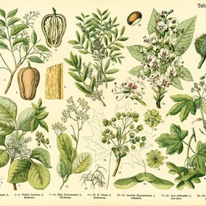 1885 Acajou Stachier Sumacs Able ebenee Feld Maronnier Blume Blatt FruchtBlatt Altes Brett Botanik