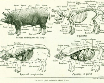1922 Antique PIG Print, Pig Anatomy, Veterinary,  Vintage Farm Animals, Original French Larousse illustration