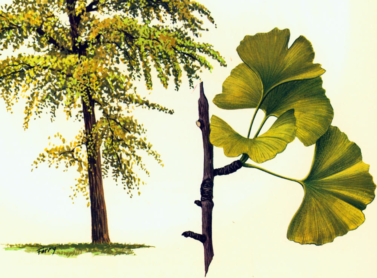 1967-ginkgo-biloba-planche-originale-arbre-aux-40-ecus-histoire