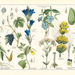 1869 Gentian Periwinkle Violet Vine, Heilpflanzenidentifikation Original Botanischer Teller