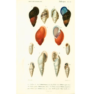 1861 Shells by Ch. Orbigny, Original Antique Print Handcolored Crusteceans Molluscs Fishing Sea OceanlifeWall Hanging gift
