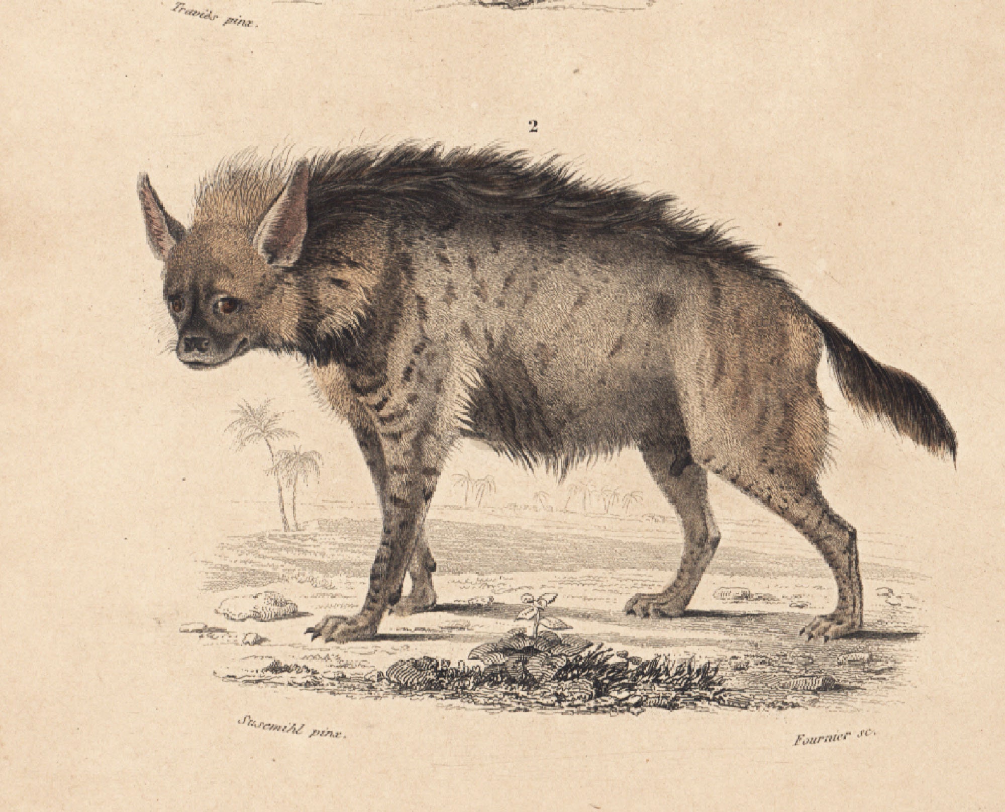 1861 Antique Coyote Lithograph by Orbigny French Naturalist - Etsy