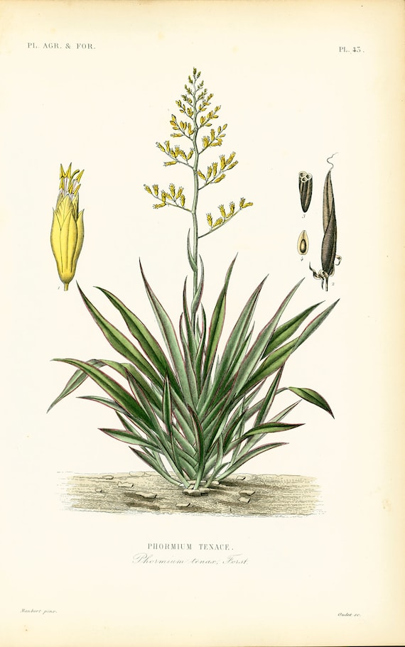 1864 Phormium tenax Lino dalla Nuova Zelanda Botanica Piatto Vecchio  Atlante Piante agricole e forestali -  Italia