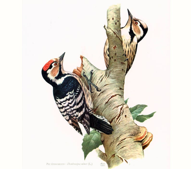 1969 Lesser Spotted Woodpecker Vintage Bird Print | Etsy