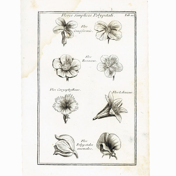 1797 Antique Sweet William Dianthus Lily Rose  Calyx Sepal Flower Plant Anatomy Print Phytotomy Morphology Nature Wall Art To Frame