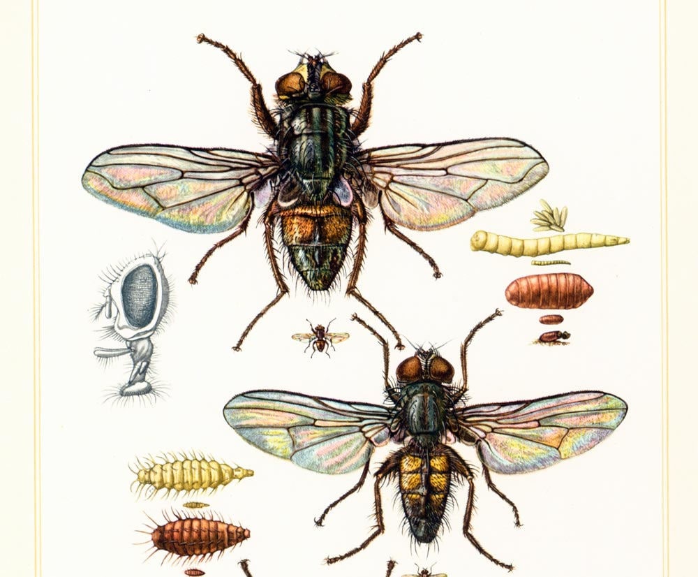 1960 Vintage Housefly Print. House Fly Illustration. Pupae Musca domestica. Insect Diptera. Entomology. Natural History.
