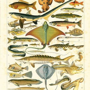 1897 Fishes Antique Print, XL print, Chart fish print, Larousse 115 Years Old, Nautical Decor, Sea life Wall Art