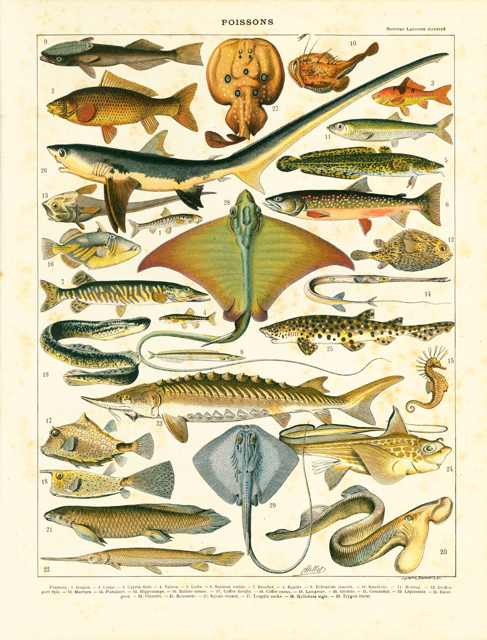 Fishes, Free Full-Text