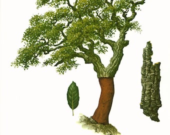 1967 Cork Oak Tree Print Vintage Botanical Illustration Wall Art Home Decor