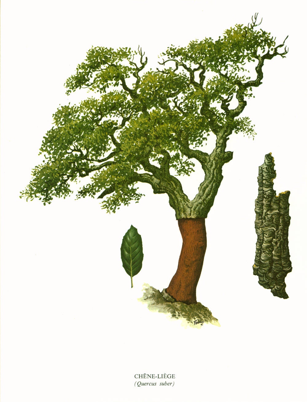 1967 Cork Oak Tree Print Vintage Botanical Illustration Wall Etsy