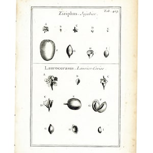 1797 Ziziphus jujuba Chinese date Botany Antique Engraving Fine Art Natural History Plants Collection wall hanging. 220 YEARS OLD