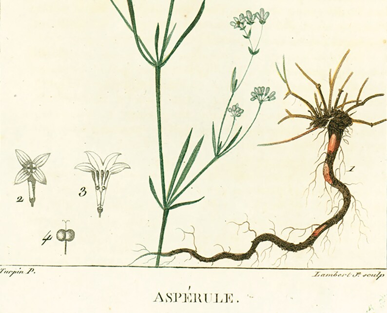 1814 Dyer's woodruff Asperula tinctoria Antique Prints Botanical Wall Art To Frame image 4