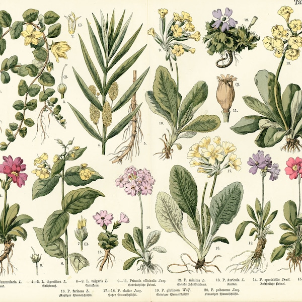 1885 Die Primulaceae Primeln Wildpflanzen Original Botanischer Teller