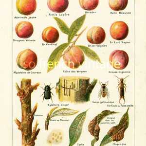 1922 Antique Print of Peaches, Fruit Wall Art, Peach species, ENTOMOLOGY, AGRONOMY, illustration Larousse, Fruit Chart