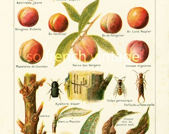 1922 Antique Print of Peaches, Fruit Wall Art, Peach species, ENTOMOLOGY, AGRONOMY, illustration Larousse, Fruit Chart