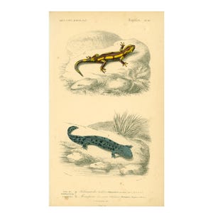 May include: Vintage print with two salamander illustrations. The top salamander is yellow and black, the bottom one is blue with dark spots. The print has text at the top and bottom, set against a cream-coloured background.