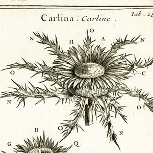 1797 Antique Carline thistle Flower Print Botanical Natural History Wall Home Decor image 2