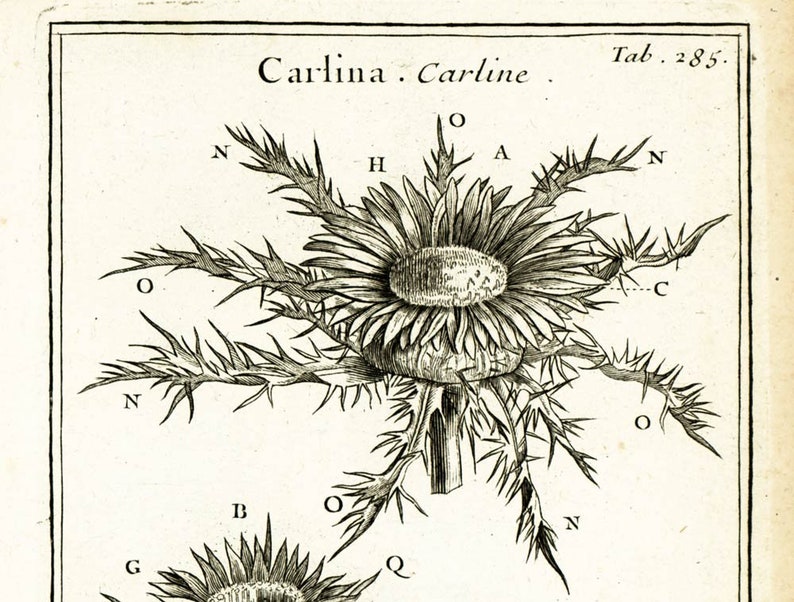 1797 Antique Carline thistle Flower Print Botanical Natural History Wall Home Decor image 2