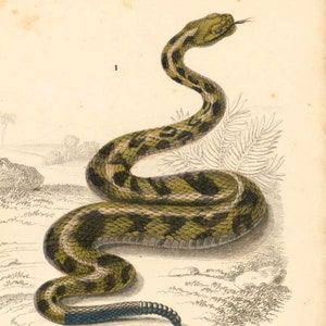 1861 Rattle Snake Antique Engraving, Original Print, Natural History, Victorian zoology, Reptiles wall art, Rattler snake image 3