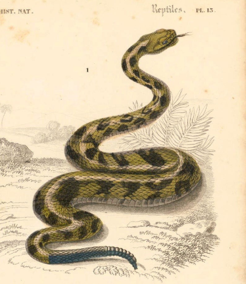 1861 Rattle Snake Antique Engraving, Original Print, Natural History, Victorian zoology, Reptiles wall art, Rattler snake image 3