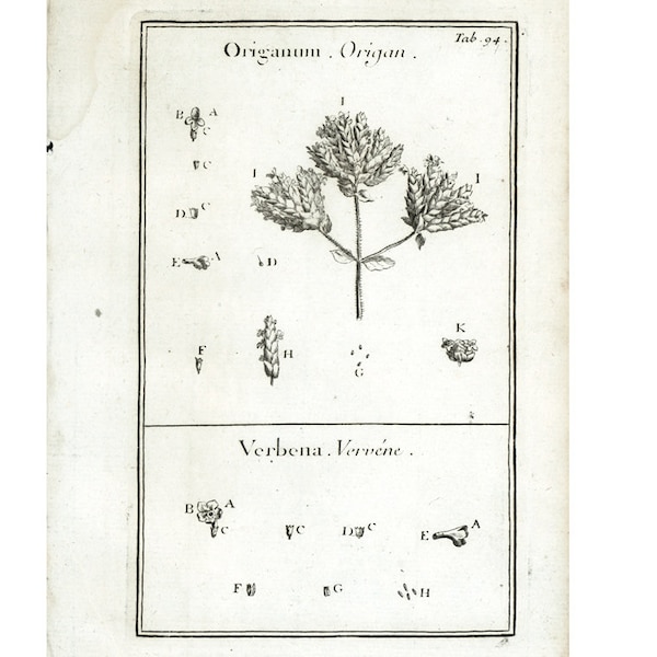 1797 oregano bloem en Verveine botanische elementen Tournefort anatomie natuurlijke historie